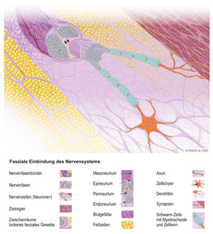 Fasziengrafik "Fasziale Einbindung des Nervensystems"